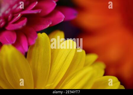 Gros plan photo macro de trois pâquerettes gerbera colorées. Un mélange de fleurs roses, jaunes et orange brûlé faisant un étalage estival de couleurs vives Banque D'Images