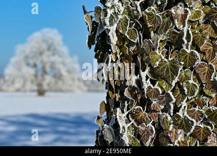 Sieversdorf, Allemagne. 31 janvier 2021. Ivy sur un arbre est couvert de givre. Credit: Patrick Pleul/dpa-Zentralbild/ZB/dpa/Alay Live News Banque D'Images