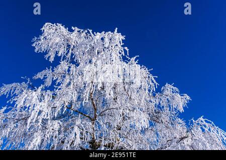 Branches d'un arbre totalement couvert de givre à une journée ensoleillée dans les montagnes Ore. Banque D'Images