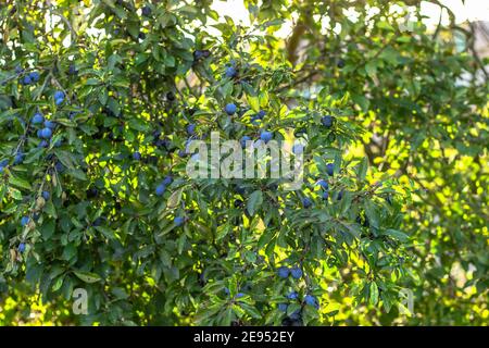 Prunus spinosa, appelé noir ou sloe. Baies bleues de mûre de noirpthorn sur les buissons foyer sélectif. Baies de noircines fraîches avec brindilles, branches et Banque D'Images