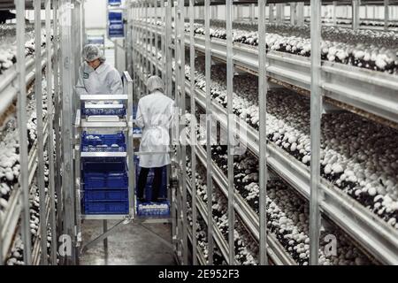 Moscou, Russie - 14 mai 2019 : ferme aux champignons. Beaucoup de champignons. Ferme aux champignons. Beaucoup de champignons. Banque D'Images