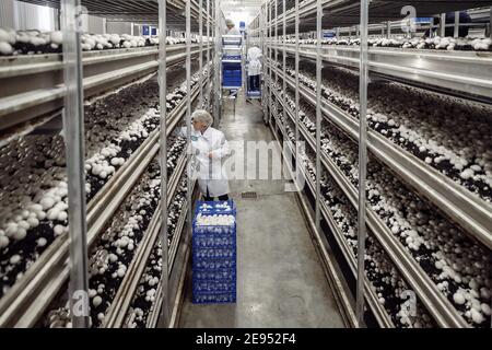 Moscou, Russie - 14 mai 2019 : ferme aux champignons. Beaucoup de champignons. Ferme aux champignons. Beaucoup de champignons. Banque D'Images