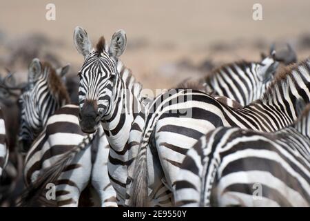 Zèbres de Grant (Equus burchellii boehmi), réserve nationale de Masai Mara, Kenya. Banque D'Images