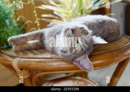 Un portrait en gros plan d'un jeune chat rayé gris se trouve sur une table en osier. Animal domestique, yeux verts. Intérieur de style tropical Banque D'Images