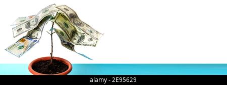 Arbre avec des feuilles sous forme de dollars américains. L'argent pousse sur un arbre. Banque D'Images