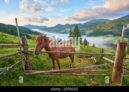 Le cheval se grise dans un pâturage de montagne où, après la pluie, les pâturages verts dans la zone alpine des Carpates sont couverts d'une mer de brouillard. Banque D'Images