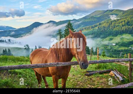 Le cheval se grise dans un pâturage de montagne où, après la pluie, les pâturages verts dans la zone alpine des Carpates sont couverts d'une mer de brouillard. Banque D'Images