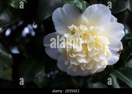 Camellia japonica ‘Brushfields Yellow’ Brushfield’s Yellow Camellia – blanc extérieur pétales et crème jaune pâle rubled centre, février, Angleterre, Royaume-Uni Banque D'Images