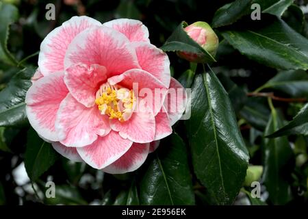 Camellia japonica «Adelina Patti» Adeline Patti camellia – camellia rose fortement veiné avec des bords blancs, février, Angleterre, Royaume-Uni Banque D'Images