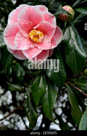 Camellia japonica «Adelina Patti» Adeline Patti camellia – camellia rose fortement veiné avec des bords blancs, février, Angleterre, Royaume-Uni Banque D'Images