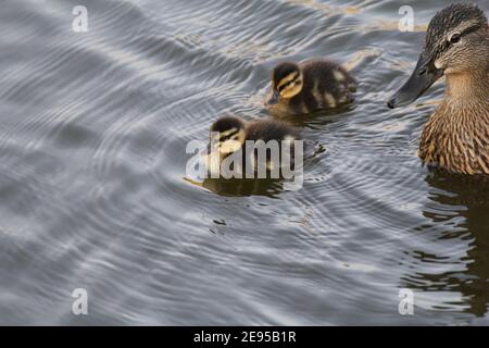 un canard avec deux adorables petits canetons dans la natation l'eau au printemps Banque D'Images