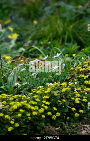 Anemone nemorosa Robinsoniana,bois anemone Robinsoniana,Chrysosplenium oppositifolium, fleurs jaune et bleu pâle,fleurs bleu-lavande clair,printemps Banque D'Images