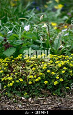 Chrysosplenium oppositifolium,Anemone nemorosa Robinsoniana,anemone de bois Robinsoniana, fleurs jaune et bleu pâle,fleurs bleu-lavande clair,printemps Banque D'Images