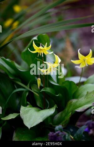 erythronium tuolumnense spindlestone, fauve lys,violet dogstTooth,printemps,fleurs jaunes,fleur,fleur,fleur,ombre,ombragée,ombragée,jardin boisé,RM Floral Banque D'Images