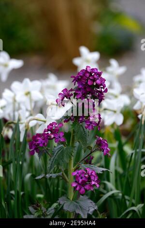 Lunaria annua purpurea,honnêteté annuelle,honnêteté pourpre,narcisse blanc,mélange,mixte,combinaison,lit,bordure,jardins, printemps,RM Floral Banque D'Images