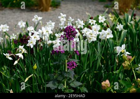 Lunaria annua purpurea,honnêteté annuelle,honnêteté pourpre,narcisse blanc,mélange,mixte,combinaison,lit,bordure,jardins, printemps,RM Floral Banque D'Images