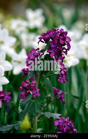 Lunaria annua purpurea,honnêteté annuelle,honnêteté pourpre,narcisse blanc,mélange,mixte,combinaison,lit,bordure,jardins, printemps,RM Floral Banque D'Images