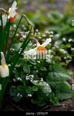 Narcisse salome, division 2 Daffodil, pétales blanc crémeux, ouverture de la tasse jaune devient rose, brunner Macrophylla M. Morse,fleurs blanches,mélange,mixte,plante mixte Banque D'Images