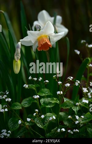 Narcisse salome, division 2 Daffodil, pétales blanc crémeux, ouverture de la tasse jaune devient rose, brunner Macrophylla M. Morse,fleurs blanches,mélange,mixte,plante mixte Banque D'Images