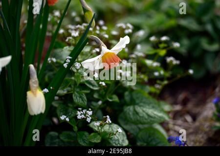 Narcisse salome, division 2 Daffodil, pétales blanc crémeux, ouverture de la tasse jaune devient rose, brunner Macrophylla M. Morse,fleurs blanches,mélange,mixte,plante mixte Banque D'Images