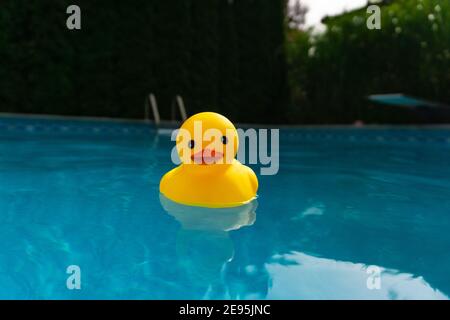 Caoutchouc ducky afloat dans une piscine arrière-cour sur un jour ensoleillé Banque D'Images