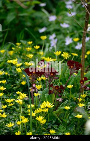 Primula veris Sunset Shades,Common Cowslip,Ficaria verna,moindre celandine,pilewort,vin jaune fleurs rouges,mélange,mixte,mixte schéma de plantation, ressort en t Banque D'Images