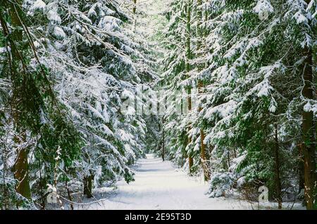 La neige couvrait les arbres dans la forêt d'hiver avec la route. Chemin à travers les bois gelés avec de la neige. Paysage d'hiver. Sentier en bois d'hiver de pin. Photo Banque D'Images