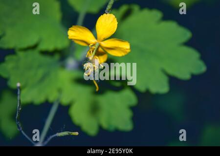 Fleurs de Chelidonium jaune, communément connues sous le nom de célandine ou tétermoort. Macro photo jaune fleurs Chelidonium. Banque D'Images