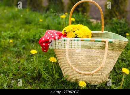 Un sac en osier avec des pissenlits jaunes se dresse sur l'herbe verte. Ambiance printanière. Banque D'Images