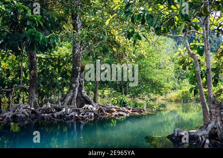 Forêt de mangroves avec piscine d'émeraude à Krabi, en Thaïlande Banque D'Images