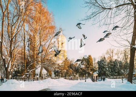 Gomel, Bélarus. Parc Winter City. Pigeons Doves les oiseaux volantes près de la cathédrale Peter et Paul, le jour d'hiver ensoleillé. Site d'intérêt local célèbre dans la neige Banque D'Images