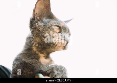 Jeune gris Devon Rex Kitten sur fond blanc. Chat à poil court de race anglaise. Gros plan Portrait. Banque D'Images