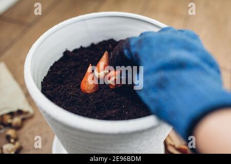 Jardinier plantant des bulbes dans un pot à la maison. Bulbes tulipes poussant dans le conteneur. Travaux de jardinage. Passe-temps Banque D'Images