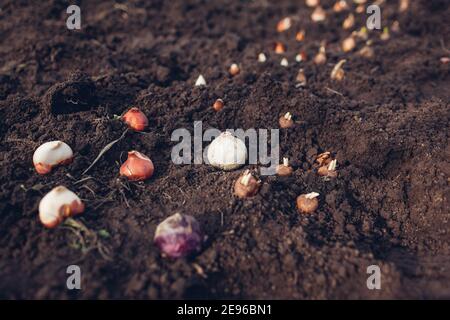 Plantation d'ampoules de ressort. Tulipe, narcisse, crocus, jacinthe bulbes prêts à mettre dans le sol. Jardinage de printemps Banque D'Images