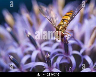 Macro photographie de l'aéroglisseur reposant sur la tête de chardon bleu dans le jardin Sutton Coldfield au Royaume-Uni. Banque D'Images