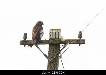 Buzzard commun (buteo buteo) perché sur le mât télégraphique - Écosse, Royaume-Uni Banque D'Images