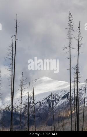 Arbres morts tués par un incendie de forêt de 2003, le long du sentier du lac Floe, dans le parc national Kootenay, dans les Rocheuses canadiennes, en Colombie-Britannique, au Canada Banque D'Images