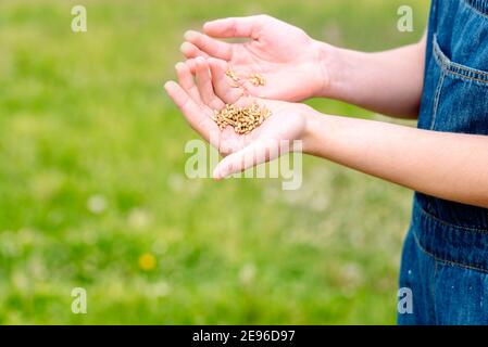 Farmer femme a coupé les mains pour les semences, blé entier grain kernels.planting et l'alimentation, la récolte sur la ferme. Travaux agricoles de printemps et d'été Banque D'Images