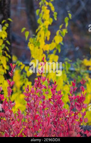 Cranberry, Viburnum edule, en couleur automnale dans le parc national Kootenay, dans les Rocheuses canadiennes, en Colombie-Britannique, Canada Banque D'Images