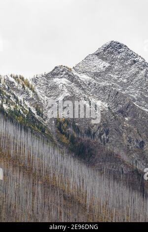 Arbres morts tués par un incendie de forêt de 2003, le long du sentier du lac Floe, dans le parc national Kootenay, dans les Rocheuses canadiennes, en Colombie-Britannique, au Canada Banque D'Images