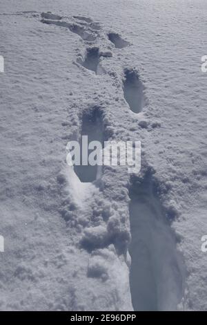 Empreintes humaines dans une nouvelle neige fraîche et profonde en hiver ensoleillé météo Banque D'Images