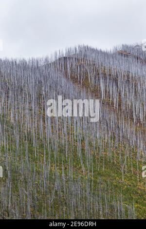 Arbres morts tués par un incendie de forêt de 2003, le long du sentier du lac Floe, dans le parc national Kootenay, dans les Rocheuses canadiennes, en Colombie-Britannique, au Canada Banque D'Images