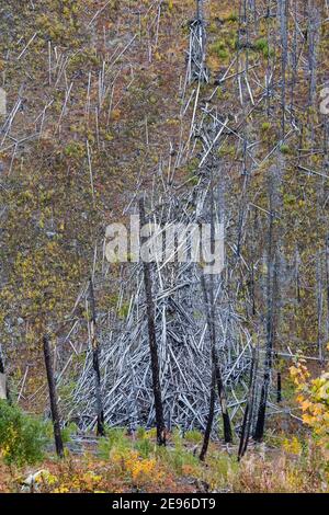 Des arbres morts tués par un incendie de forêt de 2003, ont été transportés sur le flanc de la montagne, le long du sentier du lac Floe, dans le parc national Kootenay, en Colombie-Britannique, au Canada Banque D'Images