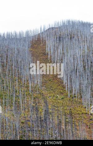 Rampe d'avalanches descendant à travers des arbres morts tués par un incendie de forêt de 2003, le long du sentier du lac Floe dans le parc national Kootenay, Colombie-Britannique, Canada Banque D'Images