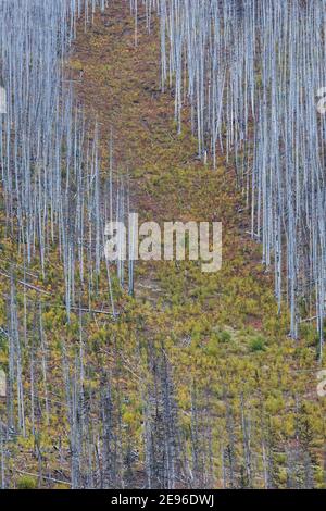 Rampe d'avalanches descendant à travers des arbres morts tués par un incendie de forêt de 2003, le long du sentier du lac Floe dans le parc national Kootenay, Colombie-Britannique, Canada Banque D'Images