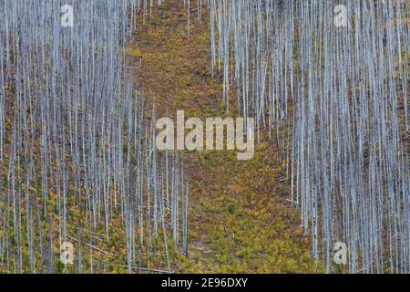 Rampe d'avalanches descendant à travers des arbres morts tués par un incendie de forêt de 2003, le long du sentier du lac Floe dans le parc national Kootenay, Colombie-Britannique, Canada Banque D'Images