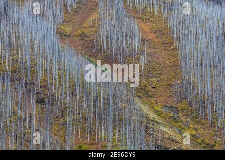 Rampe d'avalanches descendant à travers des arbres morts tués par un incendie de forêt de 2003, le long du sentier du lac Floe dans le parc national Kootenay, Colombie-Britannique, Canada Banque D'Images