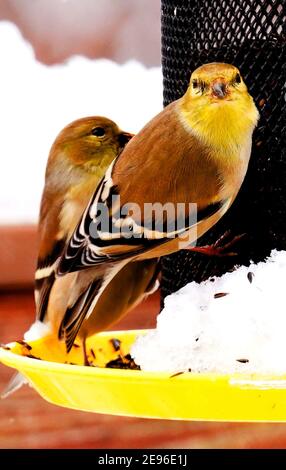 American Gold Finch dans les couleurs hivernales sur le convoyeur par une journée enneigée. Banque D'Images