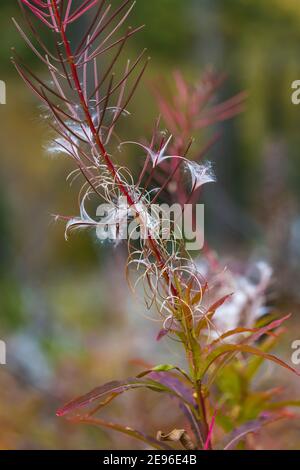 La moucheade, Chamaenerion angustifolium, graines avec des panaches dans le parc national Kootenay, dans les Rocheuses canadiennes, en Colombie-Britannique, au Canada Banque D'Images