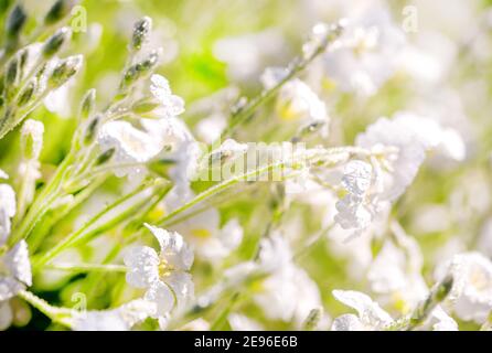 nature dans le village. Blanc fleurs fond.texture blanc fleurs d'été. Champ de fleurs sauvages, fraîcheur, rosée et gouttes de pluie, gros plan. Vert doux Banque D'Images